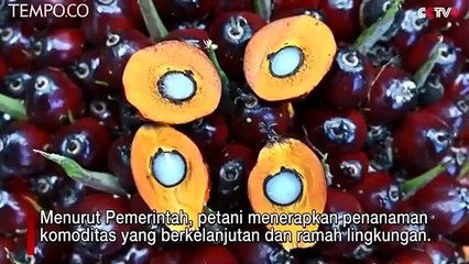 Sengketa CPO Dibawa ke WTO, Indonesia Bantah Lakukan Deforestasi