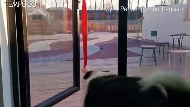 Masker Anjing pun Laris Manis di Cina saat Wabah Virus Corona