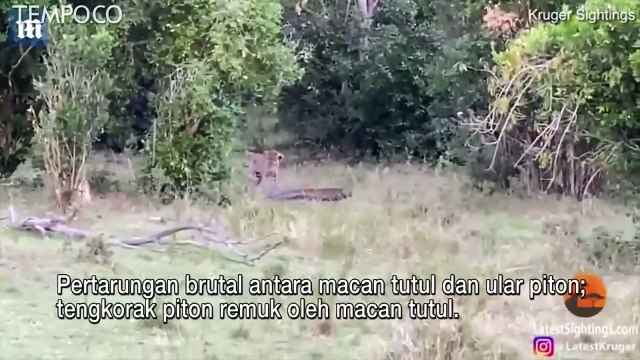 Pertarungan Brutal Ular Piton Vs Macan Tutul, Ini Dia Pemenanganya