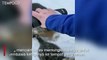 Warga Kanada Selamatkan Anak Kucing yang Membeku dengan Kopi