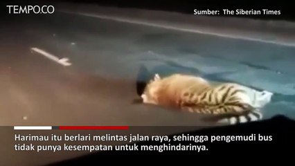 Momen Tragis Anak Harimau Amur yang Langka Ditabrak Bus di Rusia