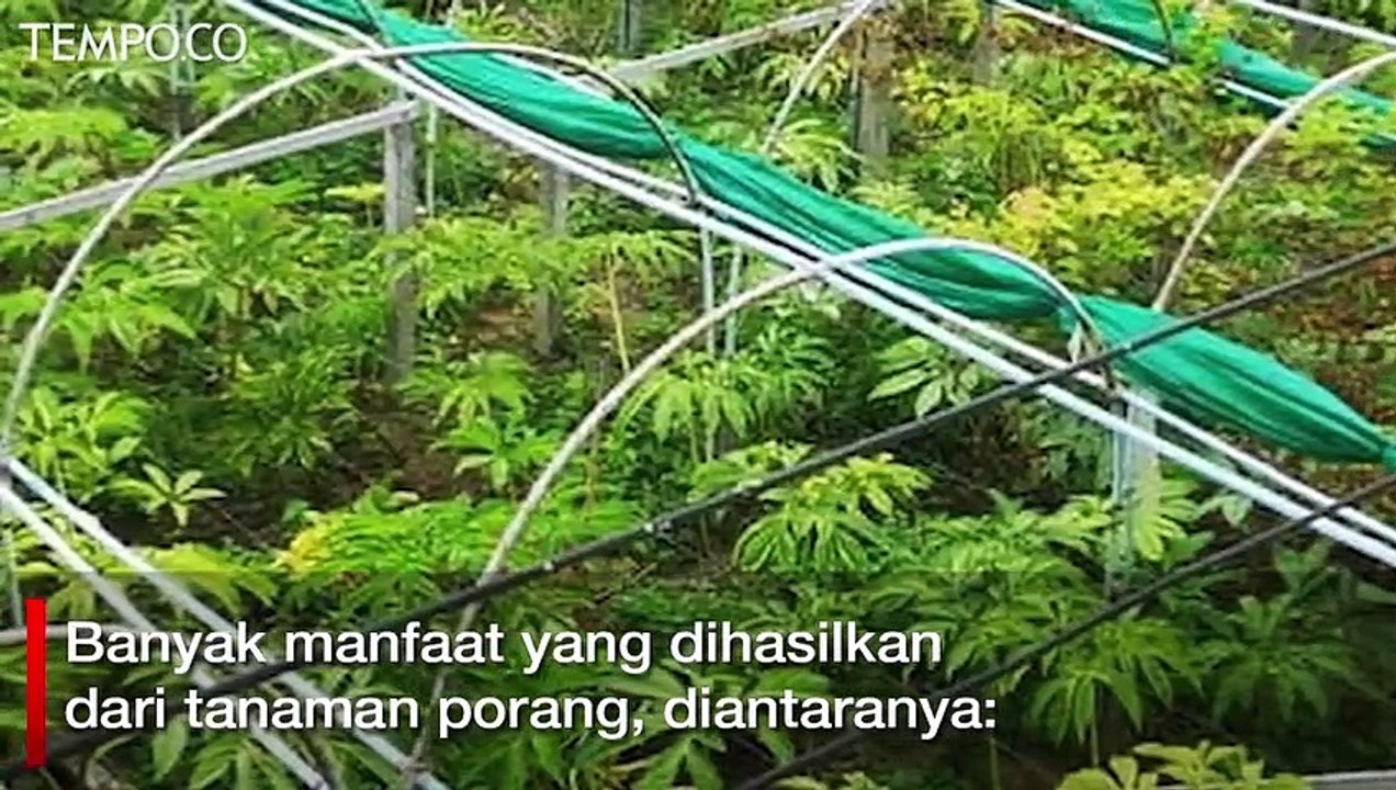 Sederet Manfaat Tanaman Porang, Cocok Untuk Diet