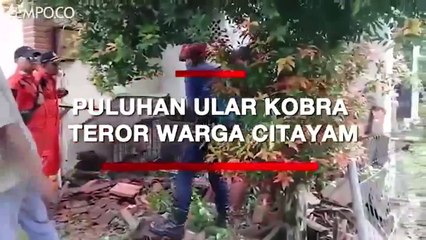 30 Ular Kobra Teror Perumahan di Citayam