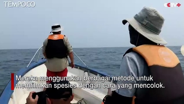 Pertama Kali Paus Bryde yang Langka Terekam Kamera Bawah Laut