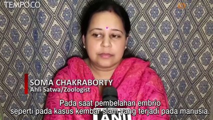 Heboh, Ular Kobra Berkepala Dua di India, Dianggap Terkait Mitologi