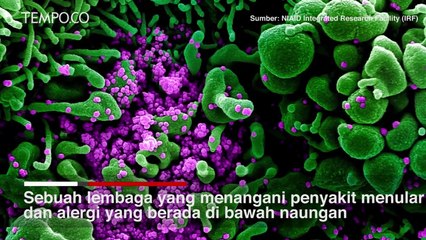 Begini Bentuk Virus Corona Dilihat dari Mikroskop