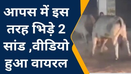 दमोह: 2 सांडों की भयंकर लड़ाई, वीडियो हुआ वायरल