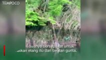 Pertarungan Elang Melawan Gurita Terekam Nelayan Kanada