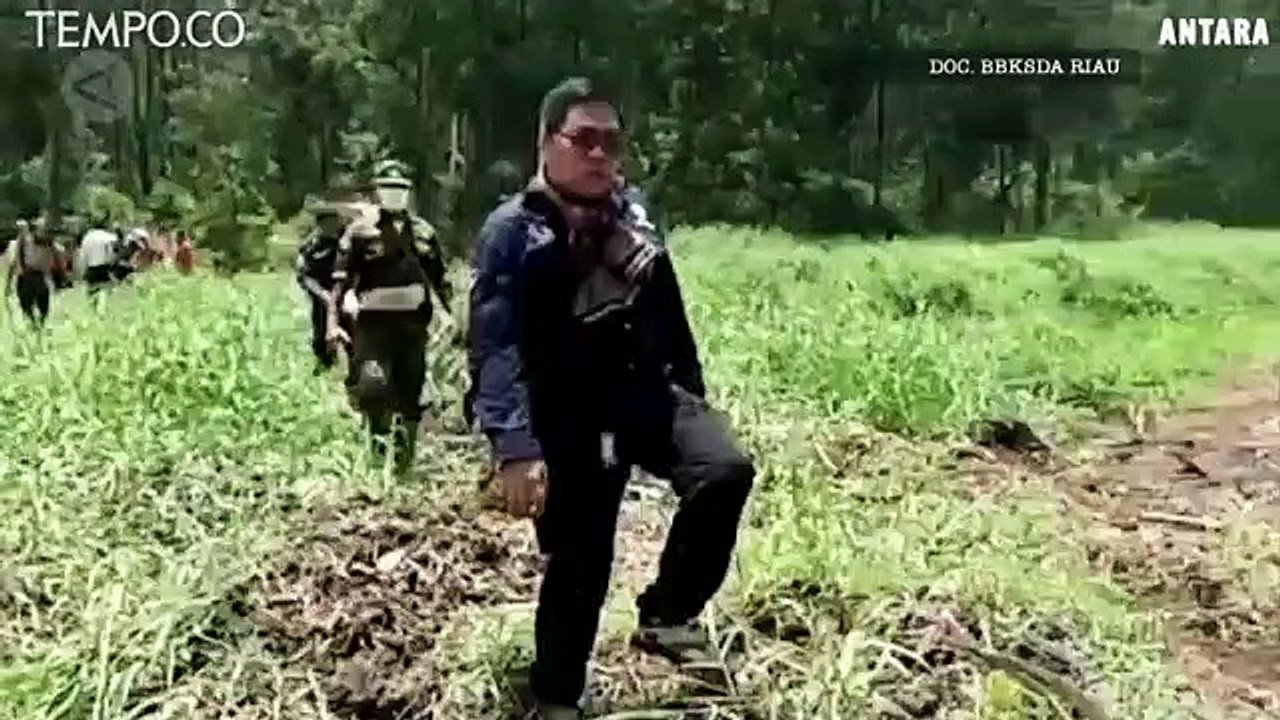 Harimau Sumatera Dilepaskan dari Jerat Liar