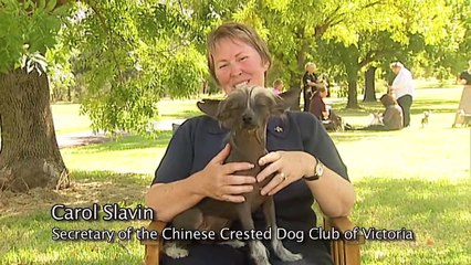 Burke's Backyard, Chinese Crested Dog Road Test