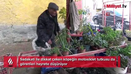 Motosiklet tutkunu köpek yollarda