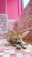 Fennec Fox  One Of The Cutest And Exotic Animals In The World