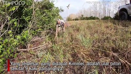Kisah Pemburu Ular Piton, Sehari Tangkap 3 Ekor