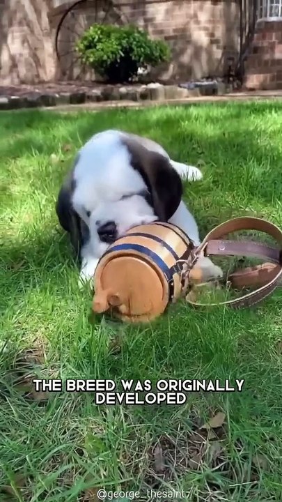 Saint Bernard  One Of The Laziest Dog Breeds In The World