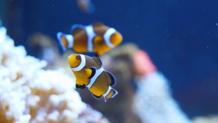 في خلقه شؤون الموسم الأول الحلقة 1