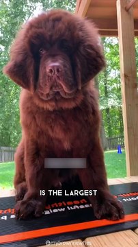 Newfoundland One Of The Biggest Dog Breeds In The World