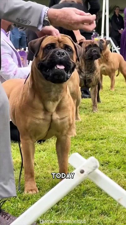 Bullmastiff  One Of The Laziest Dog Breeds In The World