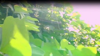 Zukunft ohne Menschen Staffel 1 Folge 2 – HD Deutsch online schauen