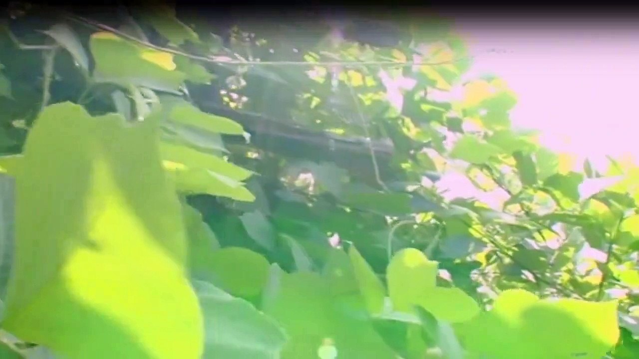 Zukunft ohne Menschen Staffel 1 Folge 2 HD Deutsch