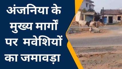 बिछिया: अंजनिया में आवारा मवेशियों की धमाचौकड़ी से आम जनता परेशान