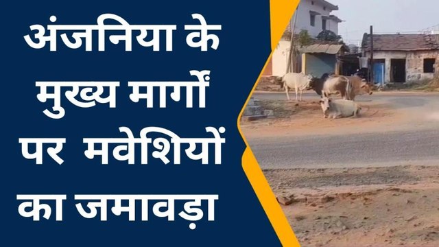 बिछिया: अंजनिया में आवारा मवेशियों की धमाचौकड़ी से आम जनता परेशान