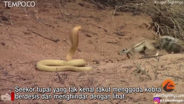 Perkelahian Jahil yang Mencengangkan, Tupai vs Ular Kobra