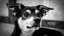 Top 5 benefits of owning a senior pet