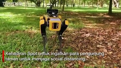 Singapura Kerahkan Robot Awasi Social Distancing Warga di Taman
