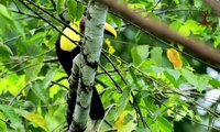 Toucans bird life