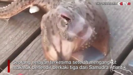 Monster Aneh Berkaki Tiga Ditemukan Nelayan, Ini Penampakannya