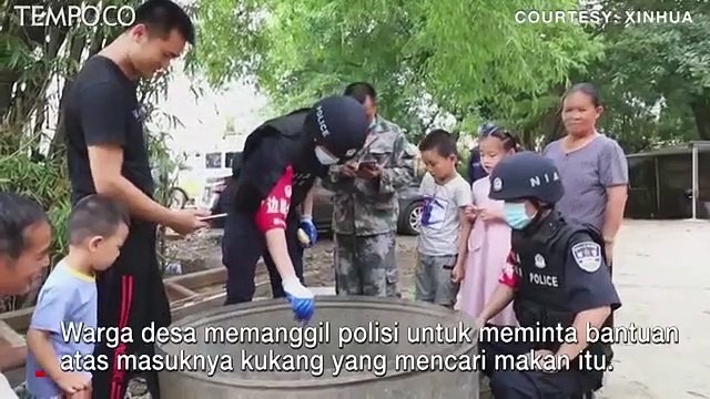 Seekor Kukang Benggala Masuki Rumah Warga, Polisi Dipanggil