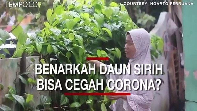 Benarkah Mengunyah Daun Sirih Tiap Hari Bisa Cegah Virus Corona?