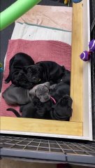 Waking Up to a Cute Litter of Puppies