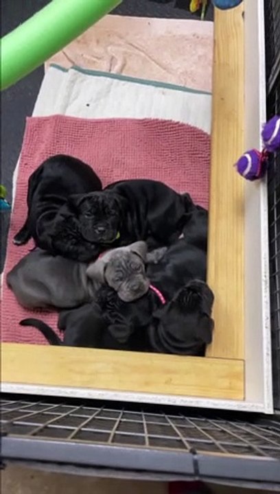 Waking Up to a Cute Litter of Puppies