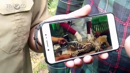 Seekor Leopard Mati di Kebun Binatang Riau