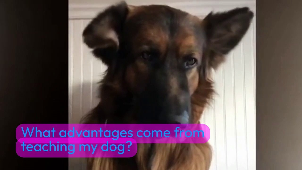 What advantages come from teaching my dogs?