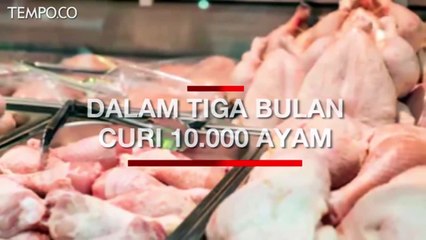 Dalam Tiga Bulan, Karyawan Curi 10.000 Ayam dari Perusahaan