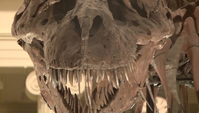T. Rex Could Have Been 70% Bigger Than Fossils Suggest