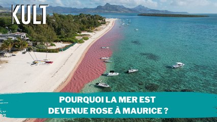 Pourquoi la mer est devenue rose à Maurice ?