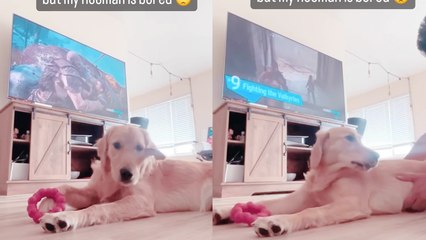 Man Amuses Himself by Playfully Teasing His Adorable Golden Retriever
