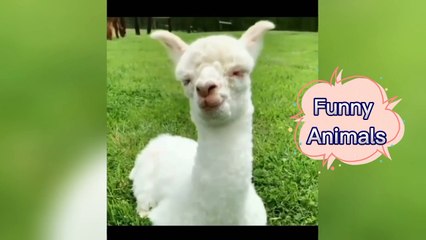 there are several types of animals with funny behavior