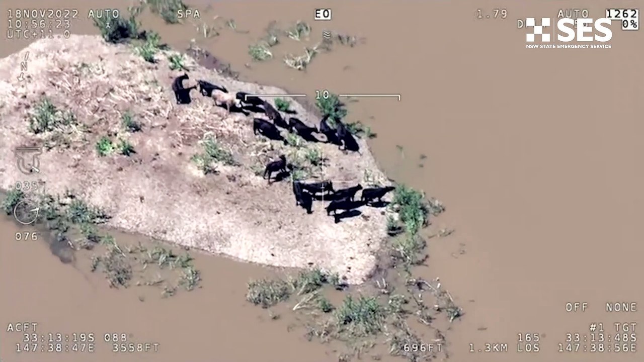 Livestock stranded and farms inundated down river from Forbes