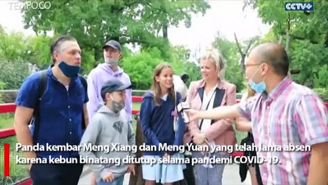 Antusias Pengunjung Melihat Panda Kembar di Kebun Binatang Berlin