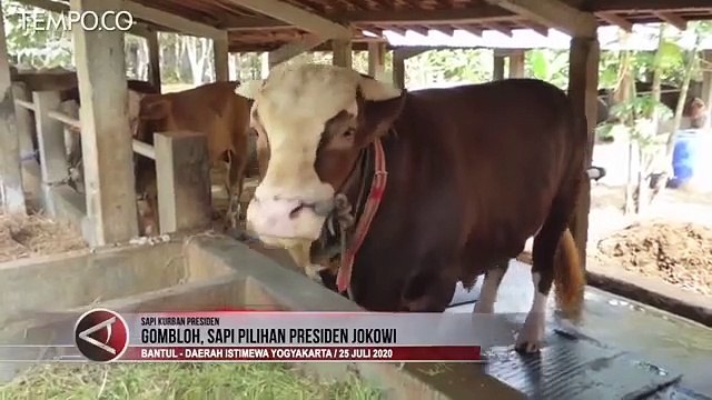 Hewan Kurban Pilihan Presiden Joko Widodo, Sapi Seberat 940 Kilogram