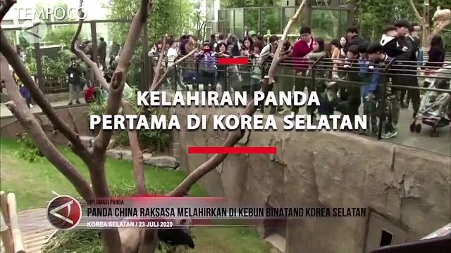 Panda Kecil Pertama yang Lahir di Korea Selatan