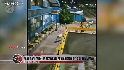 Lepas dari Truk, 19 Sapi Berlarian di Pelabuhan Merak