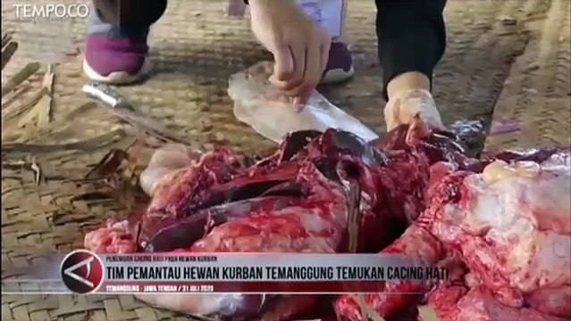 Tidak Layak Konsumsi, Hati Sapi Terinfeksi Cacing Harus Dimusnahkan
