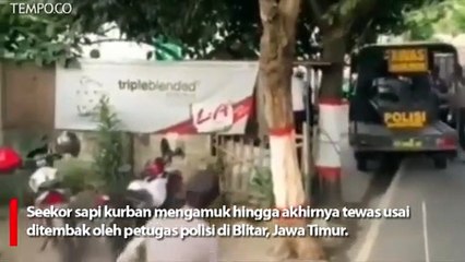 Penjagal Hewan Kurban Meninggal saat akan Menyembelih