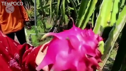 Ekspor Buah Indonesia Melonjak Drastis di Masa Pandemi