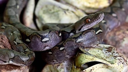 Snake News: E-Rickshaw चालक का विशाल अजगर से प्रेम ! पूरे जिले में हो रही है पहल की सराहना